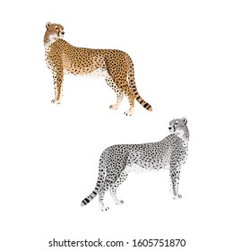 Illustration of a Cheetah in vector graphics. Template with grey and brown wild animal pattern