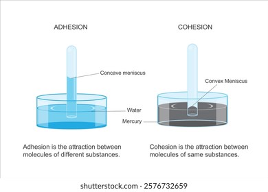 Illustration of chemical. Cohesive forces are attractive forces between similar molecules. Adhesive forces are attractive forces between molecules of different materials.