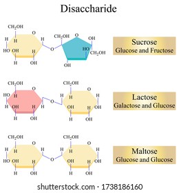 Illustration of chemical. Disaccharides are those carbohydrates that on hydrolysis with acids or enzymes give two molecules of monosaccharides which can either be the same or different. svg