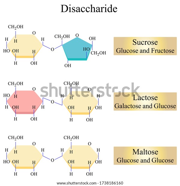 Illustration of chemical. Disaccharides are\
those carbohydrates that on hydrolysis with acids or enzymes give\
two molecules of monosaccharides which can either be the same or\
different.
