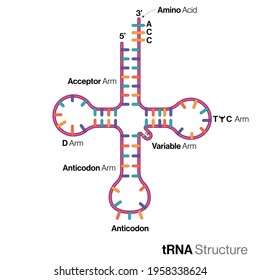 Illustration of chemical and molecular structure of t RNA or transfer RNA molecule: clover leaf model, codon, anticodon hypothesis.