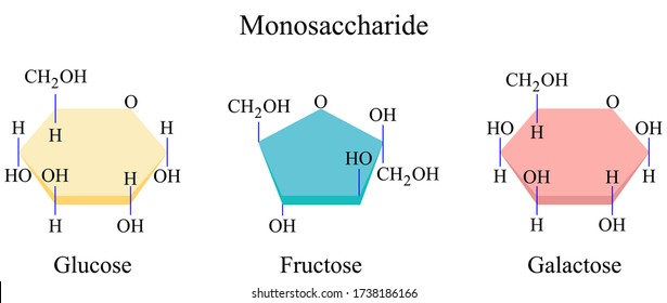 Illustration of chemical. A monosaccharide is the most basic form of carbohydrates. It can be combined through glycosidic bonds to form larger carbohydrates.