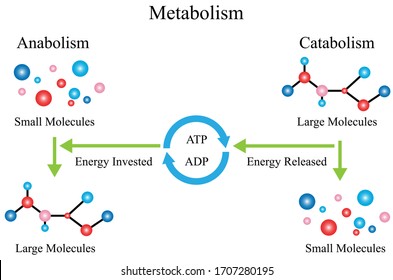 Illustration Of Chemical. The Chemical Reactions Of Metabolism Are Organized Into Metabolic Pathways. Usually, Catabolism Releases Energy, And Anabolism Consumes Energy.