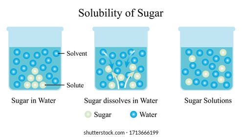 Illustration of chemical. The solubility of sugar and water. Sugar is the solute and water is the solvent that shows in three states of dissolution. Dilute solution. Vector of chemistry education.