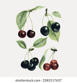 Illustration of cherries with green leaves. Four clusters of cherries, two red and two black. Cherries and leaves are detailed and vibrant. Cherries and leaves. Vintage fruit illustrations vector.