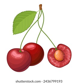 Illustration of cherries, opened cherry berry with kernel, vector illustration isolated on white background, eps10