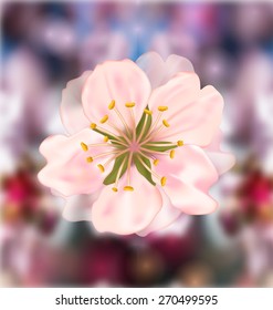 Illustration Cherry Blossom, Blurry Background - Vector