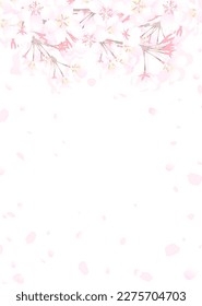 Illustration of cherry blossom branches and fluttering petals on a white background