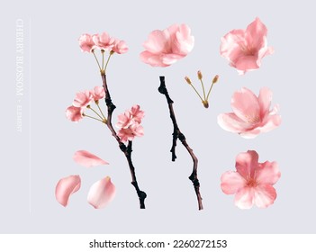 Illustration of cherry blossom element set. Including sakura flower blooming on branch, flowers, petals and flower stamen isolated on lavender background