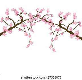 Illustration of cherry blossom flowers