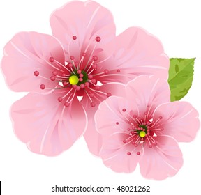 Illustration of cherry blossom flowers for your design needed