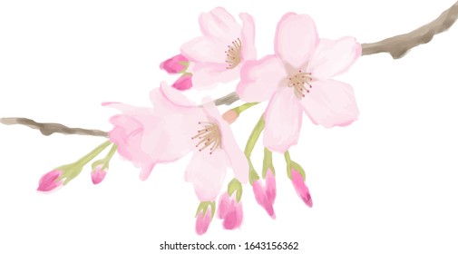 It is an illustration of cherry blossoms.