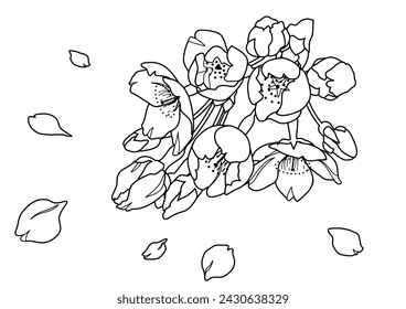 Illustration of cherry blossoms drawn with hand-drawn lines (monochrome)