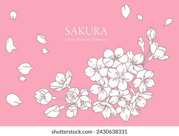 Illustration of cherry blossoms drawn with hand-drawn lines