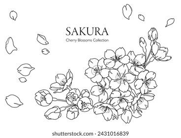Illustration of cherry blossoms drawn with hand-drawn lines (monochrome)