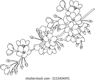 Illustration of cherry blossoms drawn with a pen