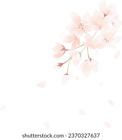 Illustration of cherry blossoms with falling petals