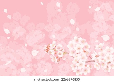 Illustration of cherry blossoms in full bloom, Background illustration of spring