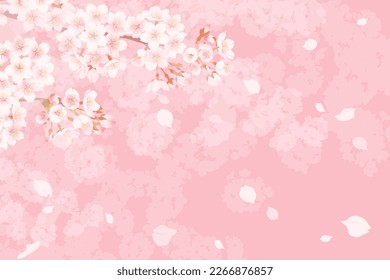 Illustration of cherry blossoms in full bloom, Background illustration of spring