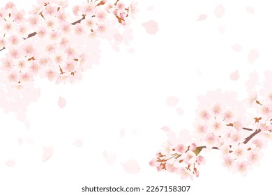 Illustration of cherry blossoms in full bloom, Background illustration of spring