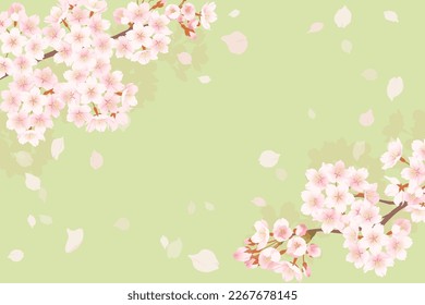 Illustration of cherry blossoms in full bloom, Background illustration of spring