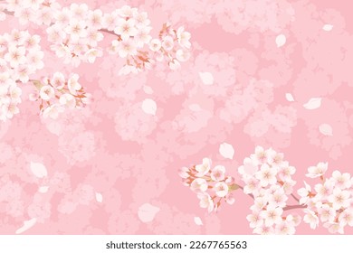 Illustration of cherry blossoms in full bloom, Background illustration of spring