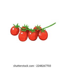 Illustration of cherry tomato in hand drawn watercolor style isolated on white background. Vector design element.