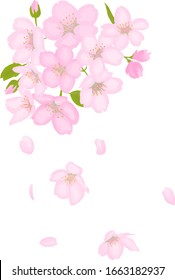 It is illustration of cherry tree drawn by watercolor.