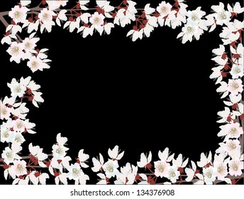 illustration with cherry tree flower frame isolated on black background