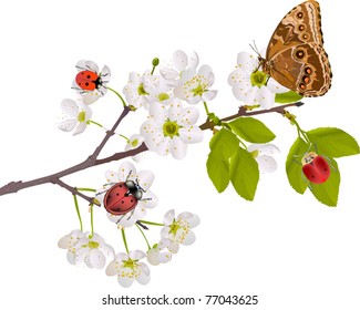 illustration with cherry tree flowers, bugs and butterfly on white background