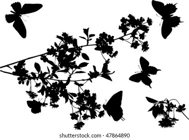 illustration with cherry tree flowers and butterflies silhouette on white background