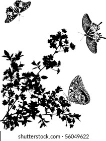 illustration with cherry tree flowers and butterflies silhouette on white background