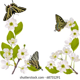 illustration with cherry tree flowers and butterflies on white background