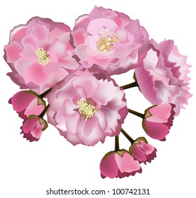 illustration with cherry tree flowers isolated on white background