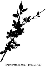 ilustración con flores de cerezo aisladas en fondo blanco
