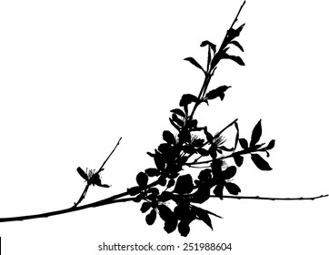 Illustration mit Kirschblumen einzeln auf weißem Hintergrund