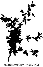 illustration with cherry tree flowers isolated on white background