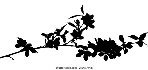 illustration with cherry tree flowers isolated on white background