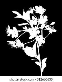 illustration with cherry tree flowers isolated on black background