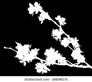 ilustración con flores de cerezo aisladas en fondo negro