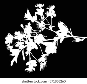 ilustración con flores de cerezo aisladas en fondo negro