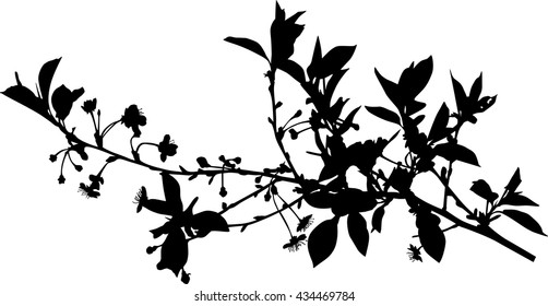 ilustración con flores de cerezo aisladas en fondo blanco