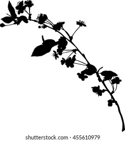 illustration with cherry tree flowers isolated on white background