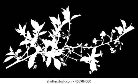 ilustración con flores de cerezo aisladas en fondo negro
