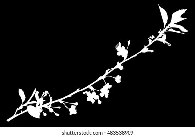 illustration with cherry tree flowers isolated on black background