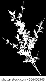 illustration with cherry tree flowers isolated on black background