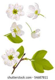 illustration with cherry tree flowers isolated on white background