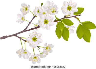 ilustración con flores de cerezo aisladas en fondo blanco