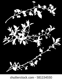 ilustración con flores de cerezo aisladas en fondo negro