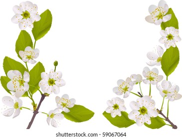 illustration with cherry tree flowers isolated on white background